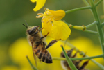 カンガルー島のミツバチ