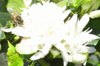 ブラジルの花とミツバチ