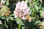クローバーの花とミツバチ