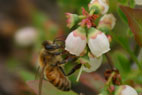 ブルーベリーの花とミツバチ