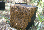 採蜜後、巣箱に群がるミツバチ