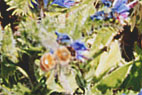 ニュージーランドの花とミツバチ