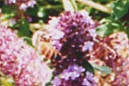 ニュージーランドの花とミツバチ